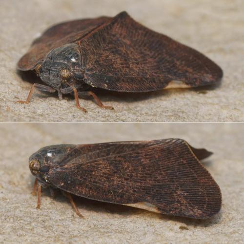 Pochazia shantungensis